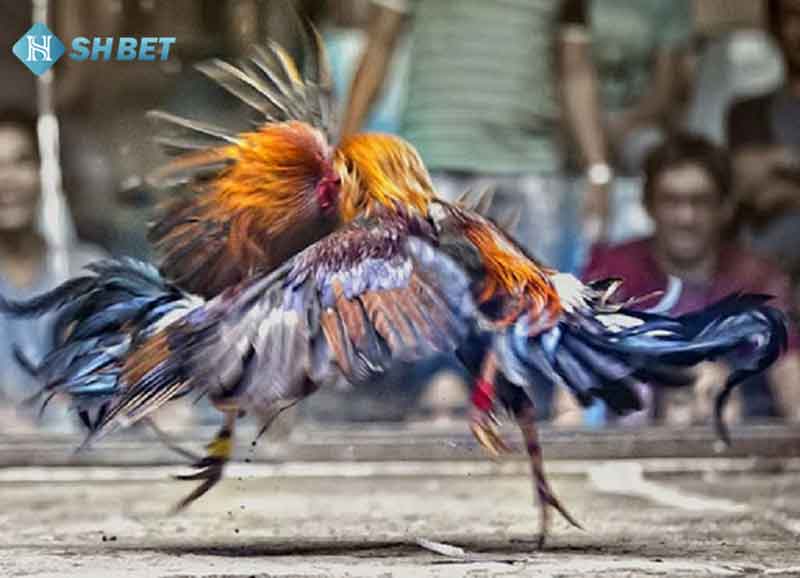 Quy tắc và sự hấp dẫn cá cược đá gà tại SHBET