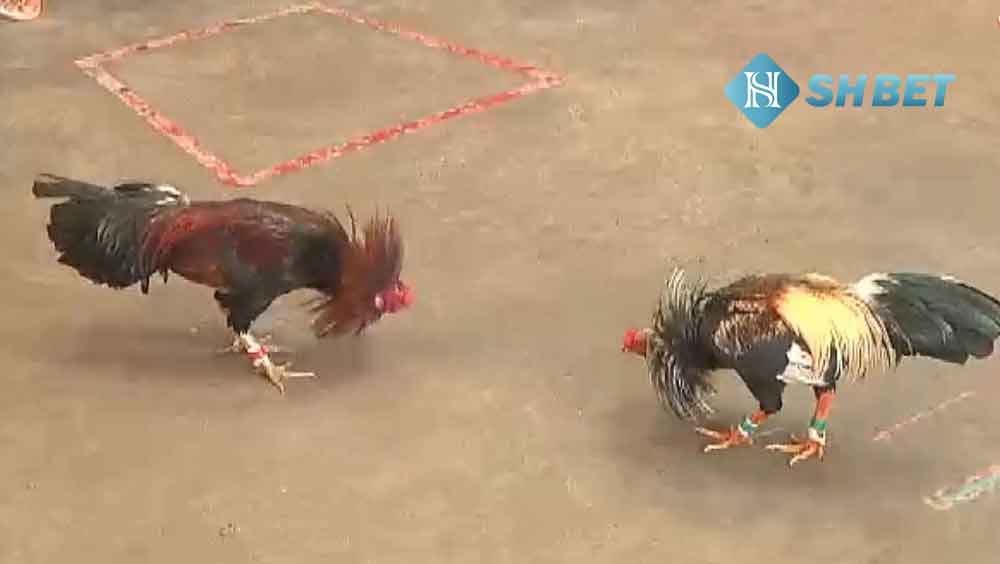 Lợi ích và giá trị văn hóa
