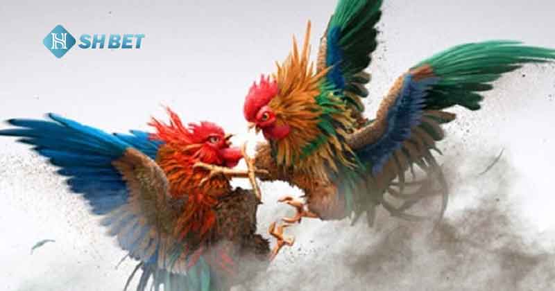 Đá gà tại SHBET: Trải nghiệm trò chơi cá cược siêu hấp dẫn đông đảo người chơi